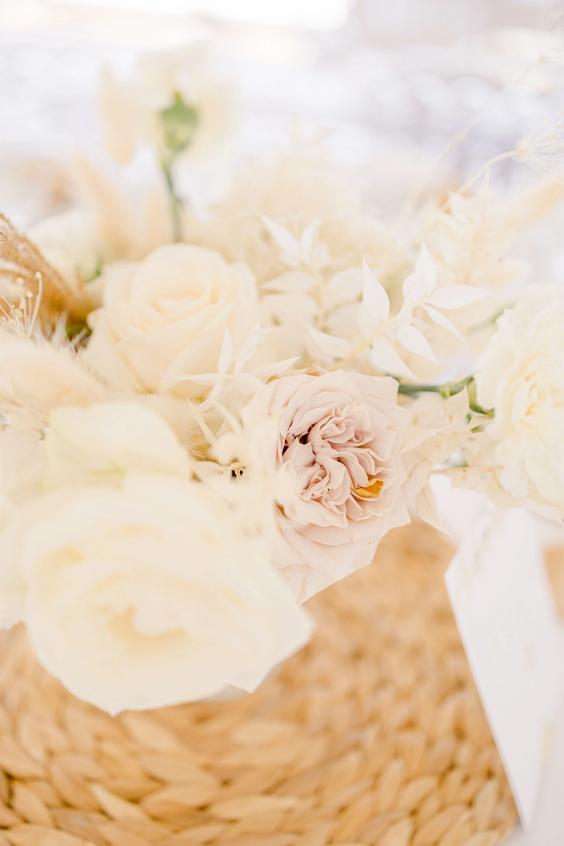 fleur pétale blanc rosiers de jardin composition florale